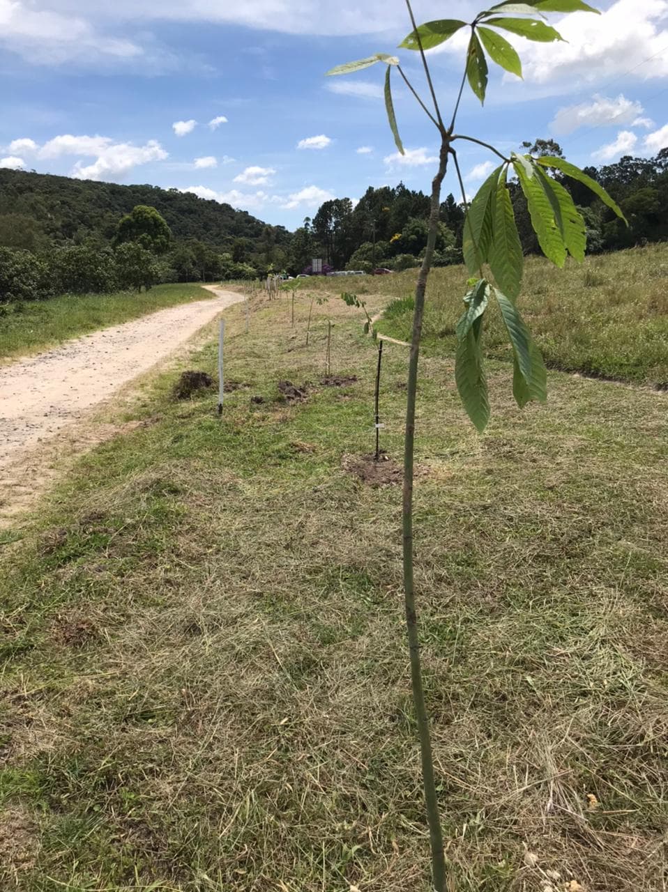 AMAJF em parceria com Villagio Reserva implanta cortina vegetal com espécies nativas