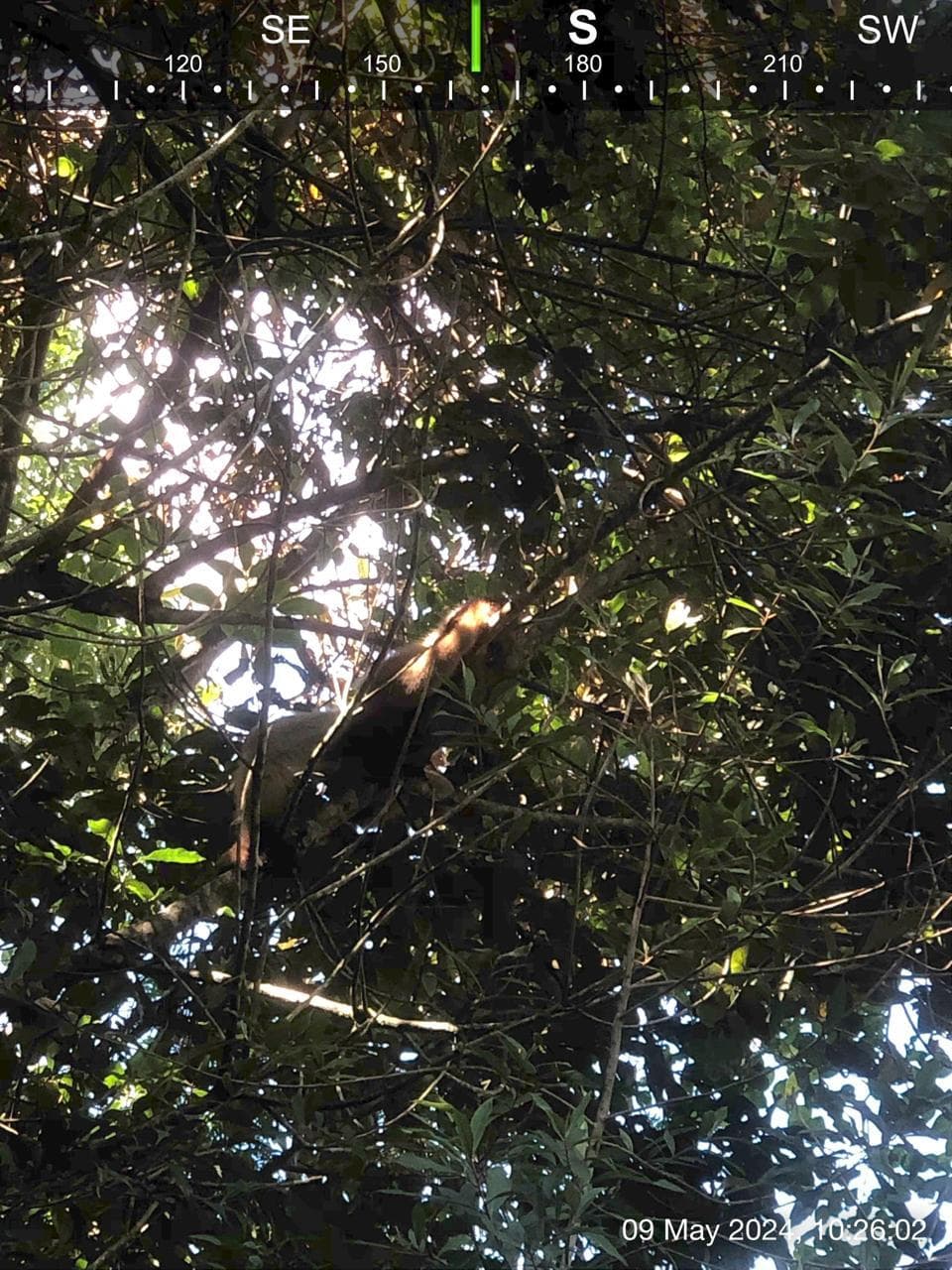 Dia da Mata Atlântica